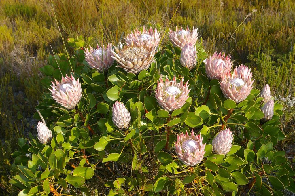 Grootbos Private Nature Reserve Hotel Gansbaai Exterior foto